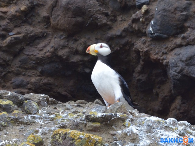 ипатка или тупик
макаровский р-н о.Сахалин

Просмотров: 452
Комментариев: 0