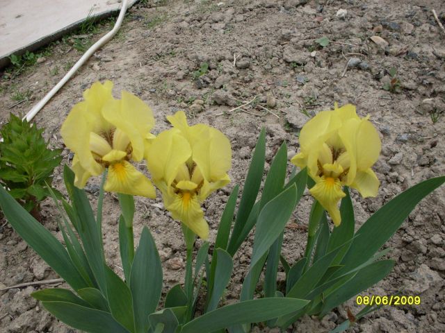 Бордюрные ирисы
Фотограф: Maricha

Просмотров: 2702
Комментариев: 0