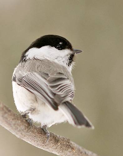 Фото 1107
Фотограф: Сергей Буркацкий

Просмотров: 376
Комментариев: 1