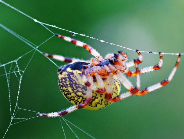 ***
Фотограф: Сергей Буркацкий

Просмотров: 668
Комментариев: 2