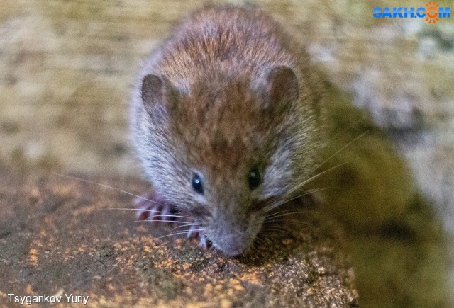 Rufocanus Ц-75_и. :: Полуостров Крильон :: Myodes rufocanus