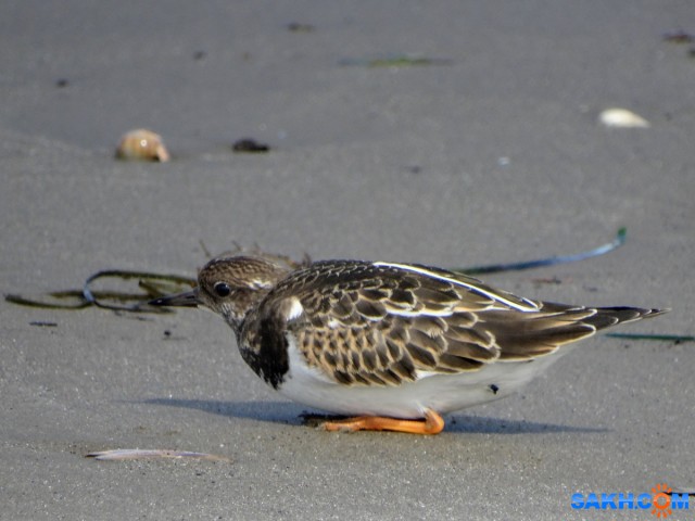 DSC04669_н
Притомилась
Просмотров: 491
Комментариев: 2