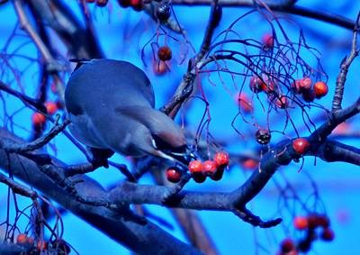 Фото 995
Фотограф: Сергей Буркацкий

Просмотров: 363
Комментариев: 0