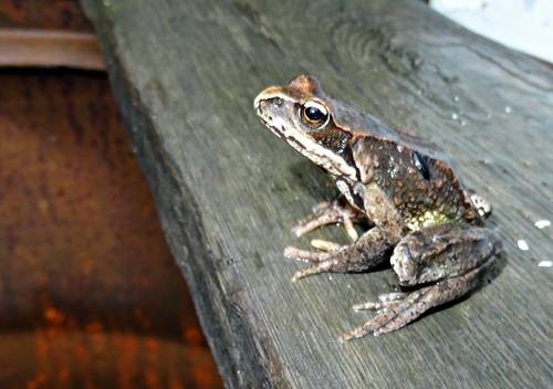 DSC03510
Фотограф: Сергей Буркацкий

Просмотров: 456
Комментариев: 0