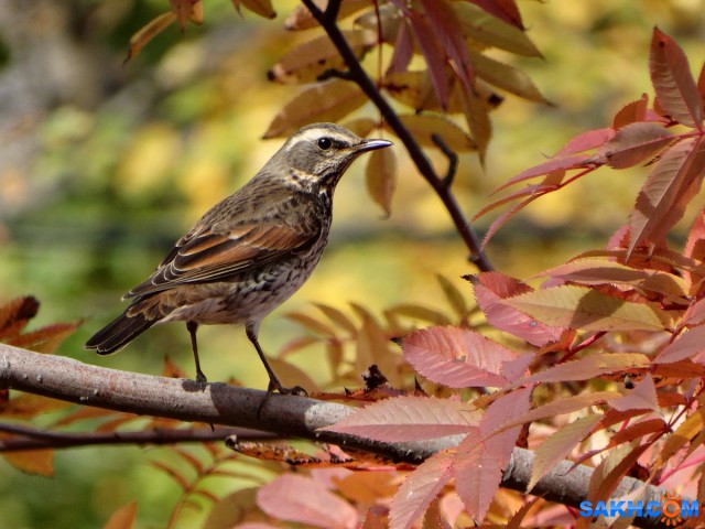 DSC01115_н

Просмотров: 776
Комментариев: 3