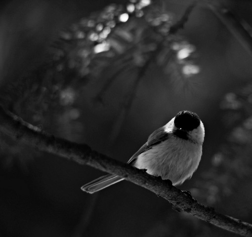 DSC08782
Фотограф: Сергей Буркацкий

Просмотров: 849
Комментариев: 0