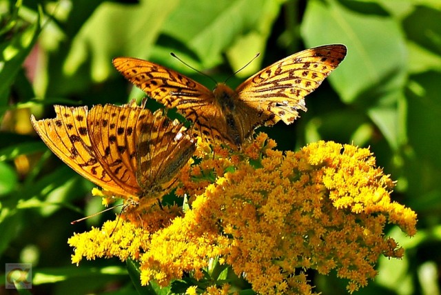 ***
Фотограф: Сергей Буркацкий

Просмотров: 758
Комментариев: 0