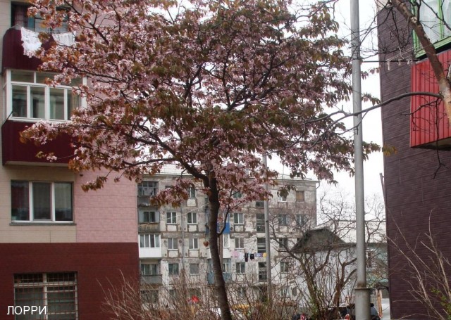 Май 2012 Сакура