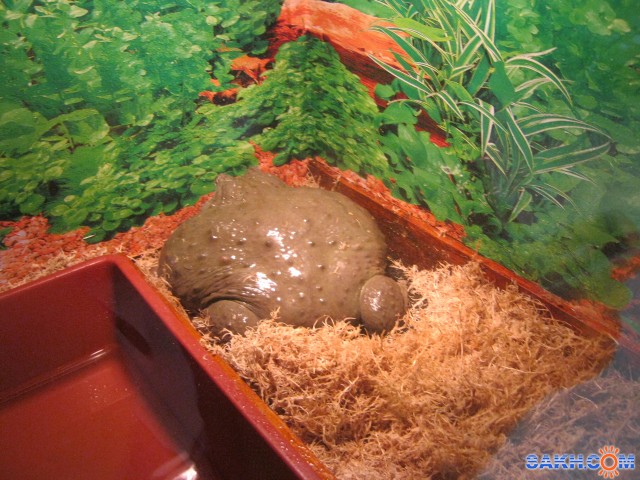 В зоопарке
Фотограф: mrnsin

Просмотров: 6856
Комментариев: 2