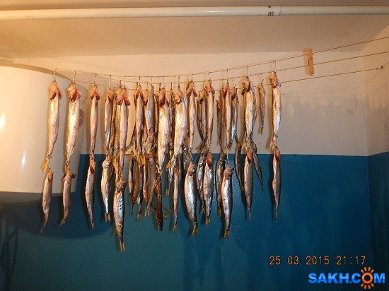 корюшка на ювелир с рыбьей кожей
когда рыбы много ее  можно ловить на всякую  вьетнамскую  жуть но если она клюет плохо  вспоминают о снастях Премиум класса. лучшие  на сегодня это ювелир с рыбей кожей. вот мой улов сравните его с вашим на всякие иголки- обжарки- хищники  и пиранья. у нас все наглядно

Просмотров: 872
Комментариев: 0