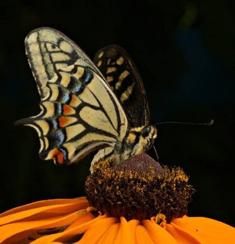 DSC02208
Фотограф: Сергей Буркацкий

Просмотров: 452
Комментариев: 1