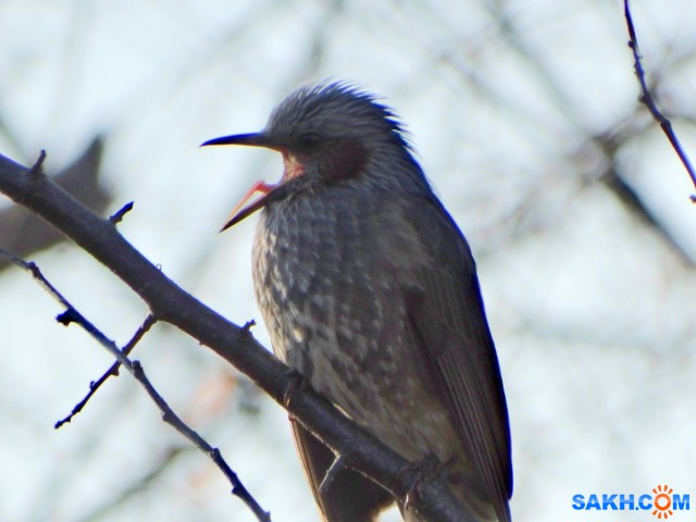 Рыжеухий бюльбюль

Просмотров: 569
Комментариев: 2