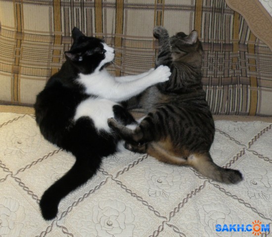 Бася и Нюся.
Диалог.

Просмотров: 699
Комментариев: 0