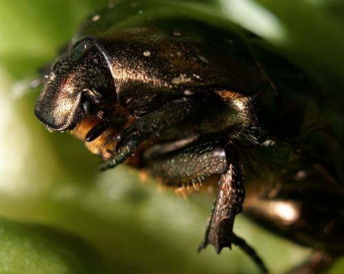 DSC05541
Фотограф: Сергей Буркацкий

Просмотров: 427
Комментариев: 0