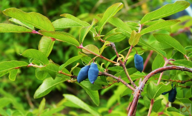 ***
Фотограф: Сергей Буркацкий

Просмотров: 704
Комментариев: 0
