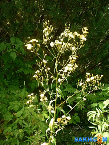 P1210777

Просмотров: 486
Комментариев: 0