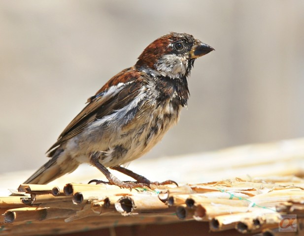 ***
Фотограф: Сергей Буркацкий

Просмотров: 1134
Комментариев: 0