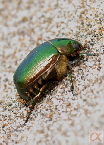 ***
Фотограф: Сергей Буркацкий

Просмотров: 922
Комментариев: 0