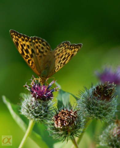 ***
Фотограф: Сергей Буркацкий

Просмотров: 666
Комментариев: 0
