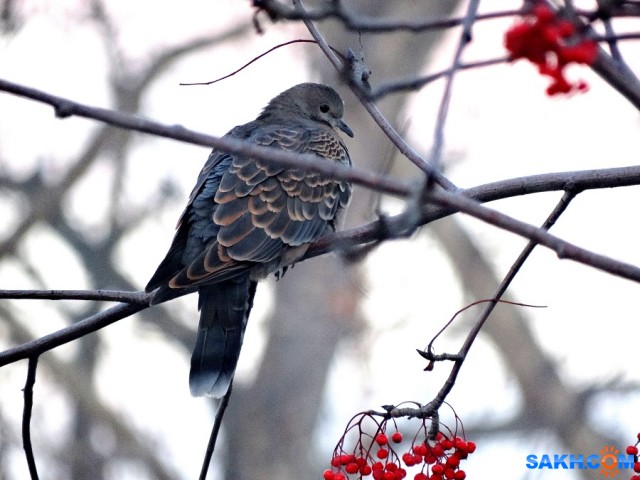 Большая горлица

Просмотров: 778
Комментариев: 3