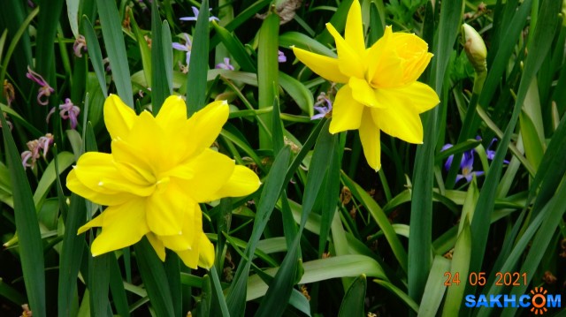 Нарциссы.

Просмотров: 410
Комментариев: 0