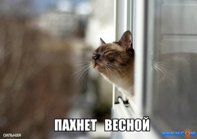 Кыса.