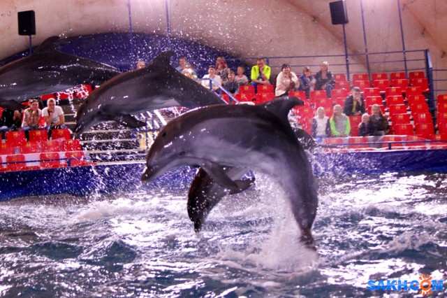Дельфины - это восторг...
Фотограф: vikirin

Просмотров: 1178
Комментариев: 0
