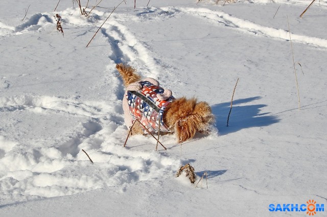 Мышкует

Просмотров: 796
Комментариев: 0