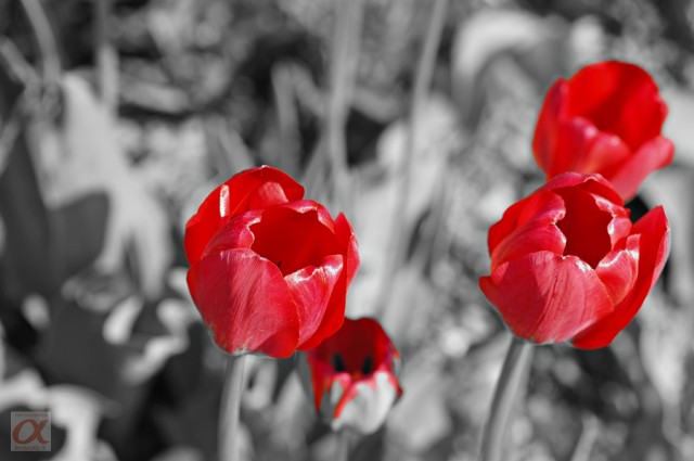 Арт-фильтр1__

Просмотров: 1279
Комментариев: 0