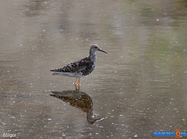 травник ?

Просмотров: 700
Комментариев: 0