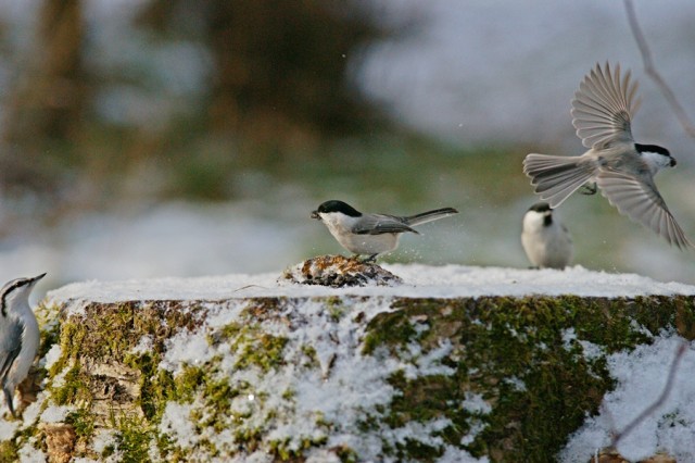 ***
Фотограф: Сергей Буркацкий

Просмотров: 1706
Комментариев: 2