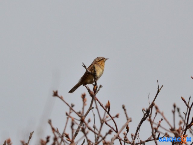 вертишейка
охотское

Просмотров: 657
Комментариев: 1