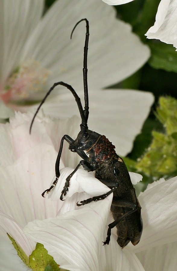 DSC01792
Фотограф: Сергей Буркацкий

Просмотров: 379
Комментариев: 0