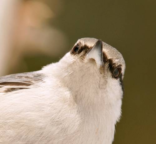DSC07012
Фотограф: Сергей Буркацкий

Просмотров: 342
Комментариев: 0