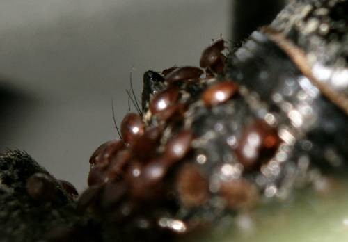 DSC05528
Фотограф: Сергей Буркацкий

Просмотров: 350
Комментариев: 0