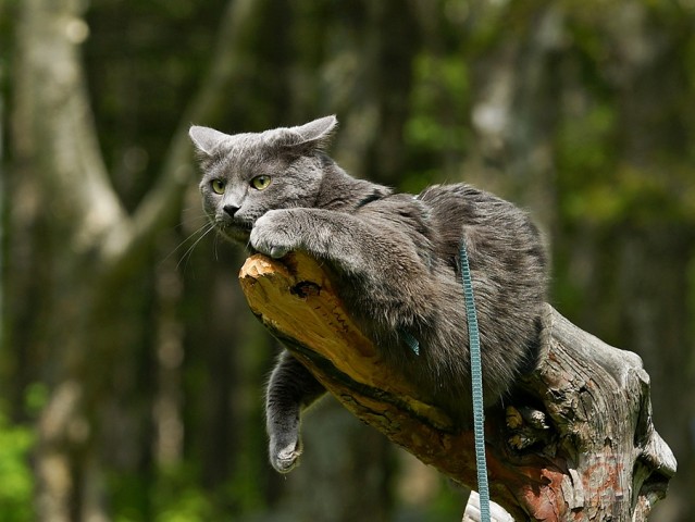 Котофей
Фотограф: Сергей Буркацкий

Просмотров: 1647
Комментариев: 0