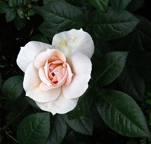 DSC00463
Фотограф: Сергей Буркацкий

Просмотров: 327
Комментариев: 0