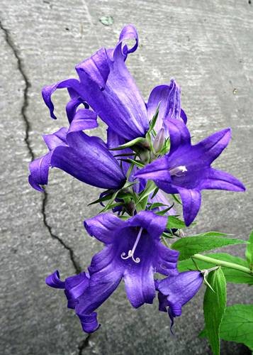 DSC00462
Фотограф: Сергей Буркацкий

Просмотров: 328
Комментариев: 0