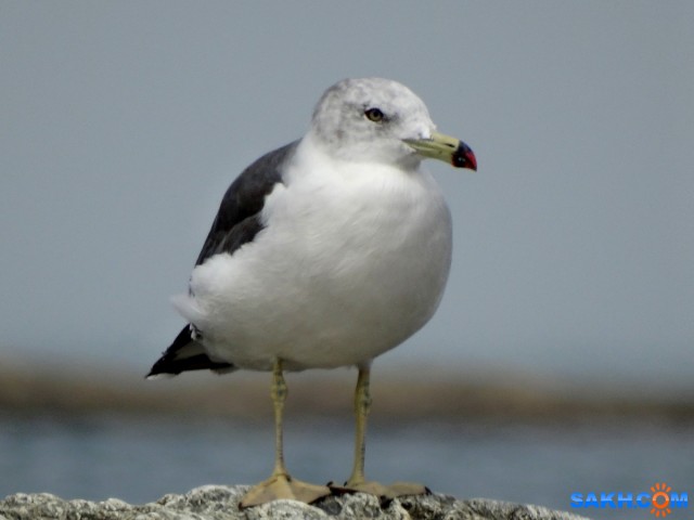 Чайка

Просмотров: 790
Комментариев: 2