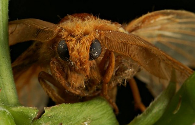 DSC01970
Фотограф: Сергей Буркацкий

Просмотров: 432
Комментариев: 0