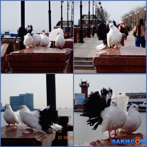 MyCollages

Просмотров: 379
Комментариев: 0