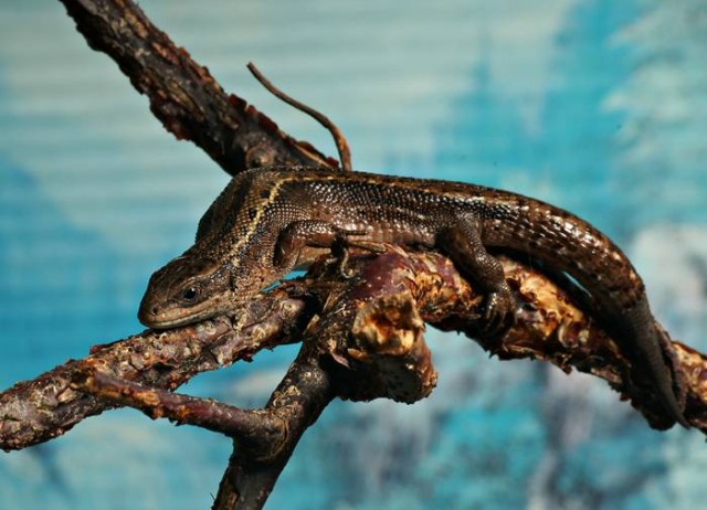 DSC02639
Фотограф: Сергей Буркацкий

Просмотров: 424
Комментариев: 0