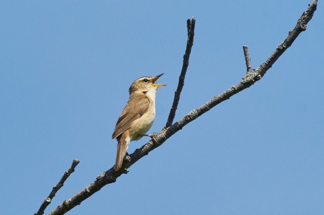 Чернобровая камышевка
Фотограф: VictorV
Black-browed Reed-warbler
Просмотров: 631
Комментариев: 0