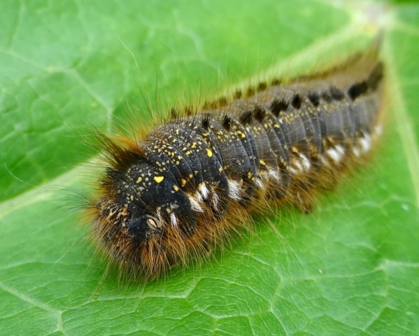 DSC03957
Фотограф: Сергей Буркацкий

Просмотров: 582
Комментариев: 0