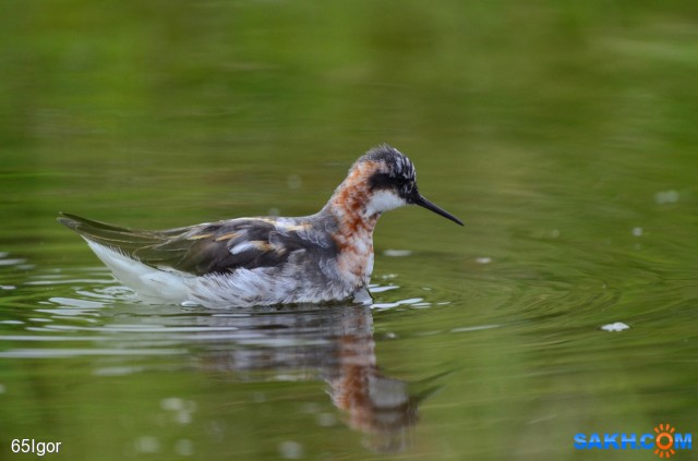 круглоносый плавунчик

Просмотров: 572
Комментариев: 0