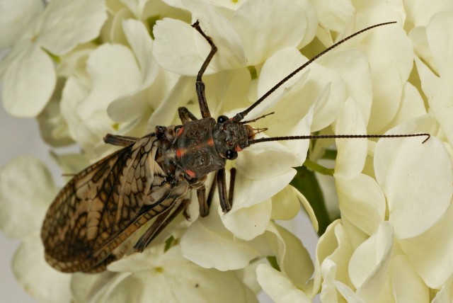 DSC00860
Фотограф: Сергей Буркацкий

Просмотров: 338
Комментариев: 0