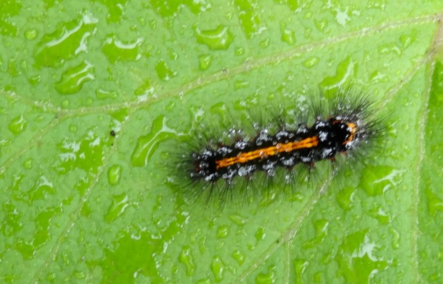 DSC01651
Фотограф: Сергей Буркацкий

Просмотров: 720
Комментариев: 0