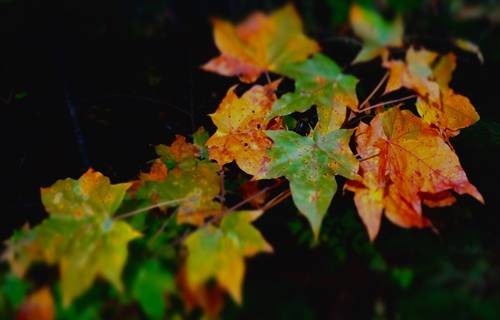 thumb_DSC04233_1024
Фотограф: Сергей Буркацкий

Просмотров: 443
Комментариев: 0