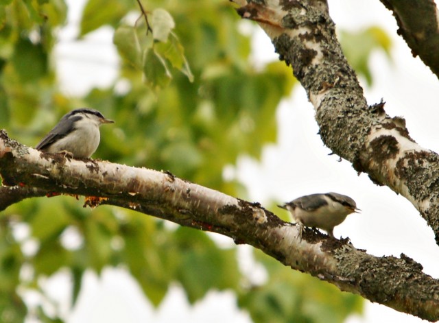 DSC00630
Фотограф: Сергей Буркацкий

Просмотров: 571
Комментариев: 0