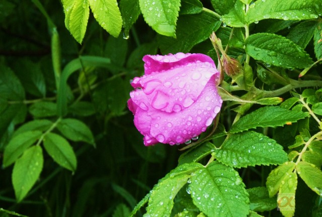 ***
Фотограф: Сергей Буркацкий

Просмотров: 875
Комментариев: 0